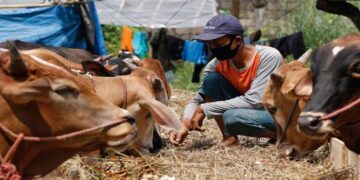 Ilustrasi hewan kurban. (net)