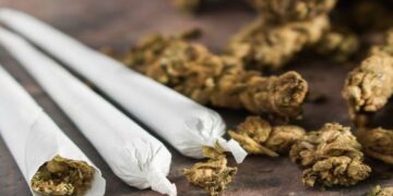 BNNP Sumbar Gagalkan Peredaran 100 Paket Ganja di Jalur Bukittinggi–Medan 13 Ilustrasi ganja. (net)