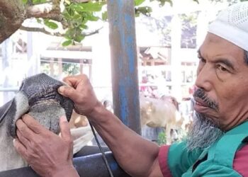 300 Ekor Ternak di Padangpariaman Sembuh dari PMK, 6 Mati dan 2 Dipotong Paksa