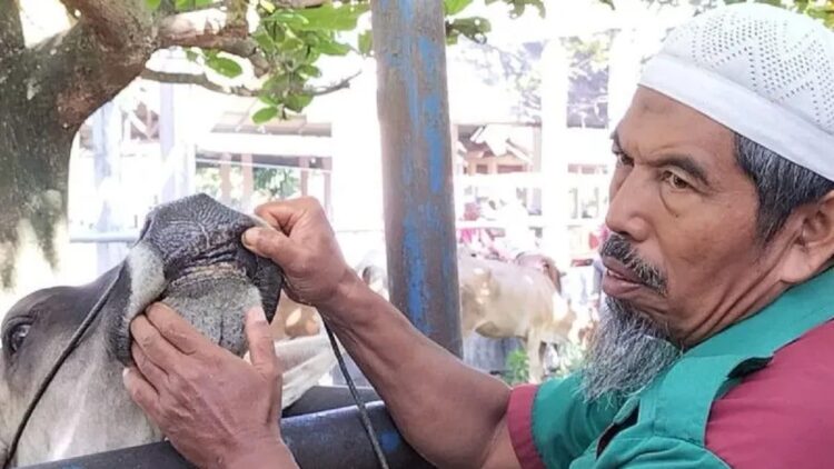 300 Ekor Ternak di Padangpariaman Sembuh dari PMK, 6 Mati dan 2 Dipotong Paksa 1 Petugas sedang memeriksa kesehatan ternak di Padang Pariaman. (ANTARA/istimewa)