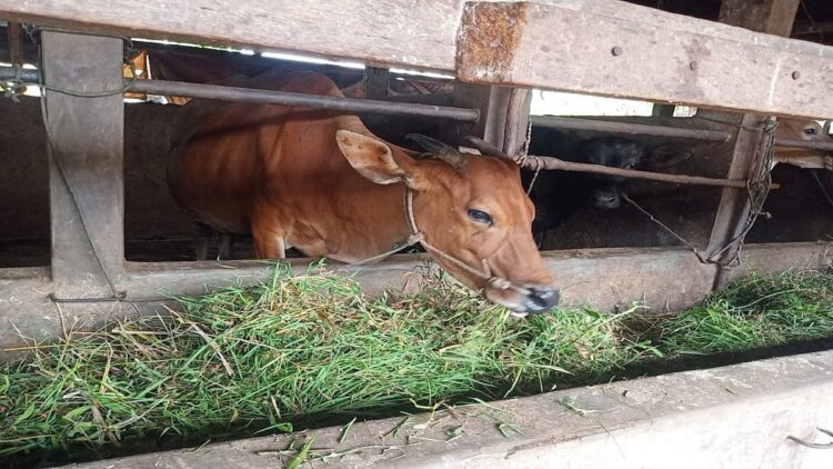 Ilustrasi sapi. (IST)