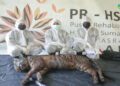 Sakit dalam Proses Rehab, Harimau Sumatera Puti Maua dari Agam Mati