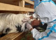 Baru 58.275 Ekor Ternak di 19 Provinsi yang Sudah Divaksin PMK, Kementan Minta Dipercepat