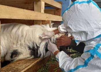 Baru 58.275 Ekor Ternak di 19 Provinsi yang Sudah Divaksin PMK, Kementan Minta Dipercepat