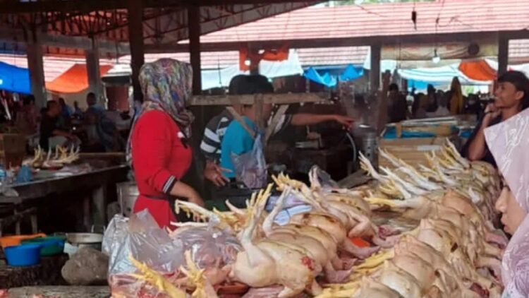 Ilustrasi pedagang daging ayam broiler di pasar semi modern Padang Aro melayani pembeli. (Antara/Erik)