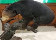 Temukan Satwa Dilindungi Dimiliki Pihak Tertentu di Sumbar? Lapor ke Sini