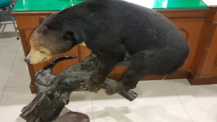 Lansia di Padangpanjang jadi Tersangka karena Simpan Puluhan Opsetan Satwa Dilindungi 1 Opsetan satwa dilindungi. (IST)