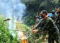 Siap Panen, Ladang Ganja Seluas 5 Ha di Kawasan Hutan Lindung Leuser Aceh Dimusnahkan 2 Siap Panen, Ladang Ganja Seluas 5 Ha di Kawasan Hutan Lindung Leuser Aceh Dimusnahkan