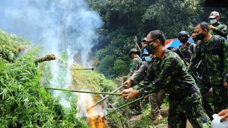 Suasana pemusnahan 5 hektar ladang ganja di kawasan Hutan Lindung Pegunungan Leuser, Desa Agusen, Kecamatan Blangkejeren, Kabupaten Gayo Lues, Provinsi Aceh, Selasa (31/5/2022). ANTARA/HO-BNN RI