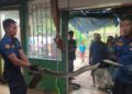 Muncul di Kolong Rumah, Petugas Damkar Padang Evakuasi Ular Piton 3 Meter