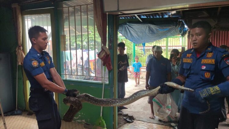 Petugas Damkar Padang evakuasi ular piton dari rumah warga. (IST)