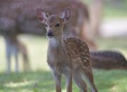 Nama Rusa Totol di Taman Kehati Semen Padang Divoting