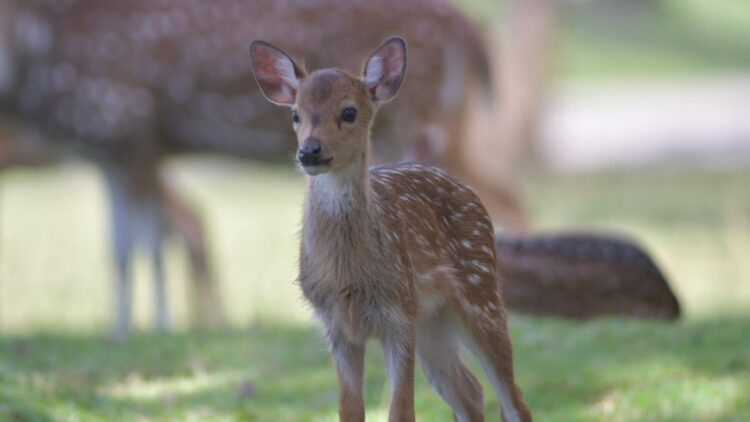 Anak rusa totol di taman Semen Padang.