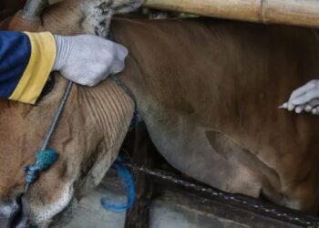 Jumlah Ternak di Padangpariaman Berisiko PMK 92 Ribu Ekor, Vaksin yang Diterima Baru 200 Dosis