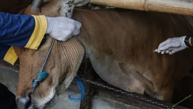 Petugas pusat kesehatan hewan (Puskeswan) menyuntikkan vaksin penyakit mulut dan kuku (PMK) ke hewan ternak sapi di kawasan Jalan Bangaris, Palangka Raya, Kalimantan Tengah, Rabu (29/6/2022). ANTARA FOTO/Makna Zaezar/foc.