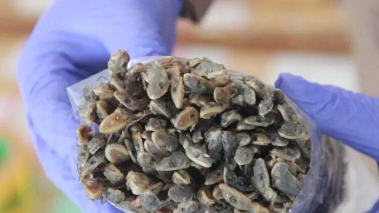 Petugas Balai Karantina Padang memeriksa cecak kering yang akan dieskpor ke Hong Kong. (Antara/Fandi Yogari)