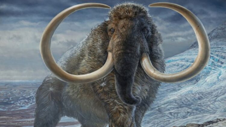 Mumi Bayi Mammoth Langka Ditemukan di Kanada 1 Ilustrasi Mammoth. (net)