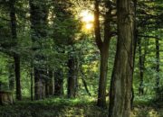 Luas Hutan Sosial di Dharmasraya Capai 9.761 Hektare, Tersebar di Lima Nagari