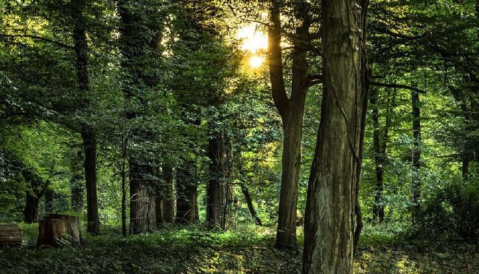 Dapat Izin KLHK, LPHN Sundata Selatan Kelola 4.096 Hektare Hutan Nagari di Pasaman