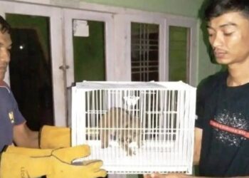 Dua Ekor Satwa Dilindungi Diserahkan Warga Agam ke BKSDA Sumbar