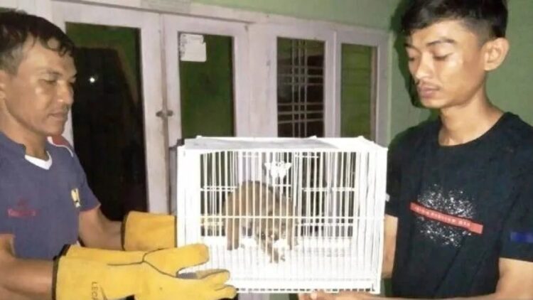 Warga Lubukbasung menyerahkan kukang ke petugas Resor Konservasi Wilayah Maninjau, Sabtu (4/6/2022). (ANTARA/HO-Resor Konservasi Wilayah Maninjau)