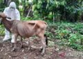 Ada 296 Sapi di Agam Terkonfirmasi PMK, Tiga Ekor Dilaporkan Mati 2 Ada 296 Sapi di Agam Terkonfirmasi PMK, Tiga Ekor Dilaporkan Mati