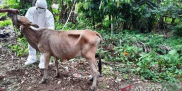 Ada 296 Sapi di Agam Terkonfirmasi PMK, Tiga Ekor Dilaporkan Mati