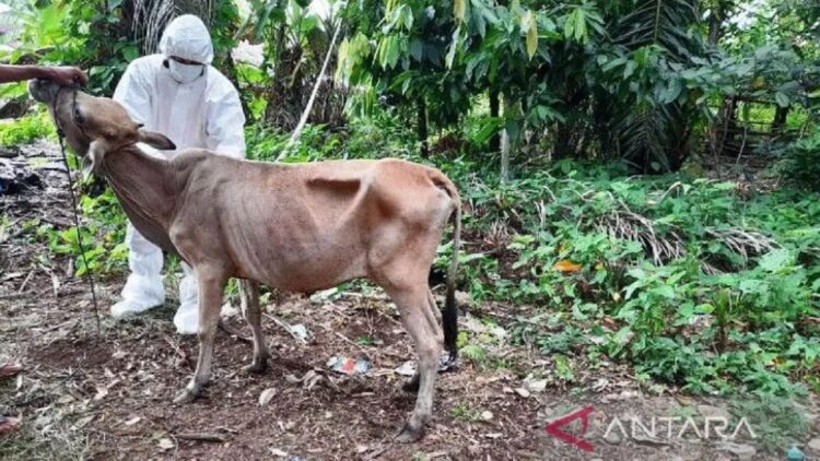 Ada 296 Sapi di Agam Terkonfirmasi PMK, Tiga Ekor Dilaporkan Mati 1 Petugas sedang mengambil sampel penyakit mulut dan kuku di Agam. (ANTARA/HO-Dinas Pertanian Agam)