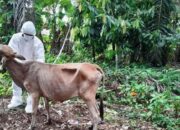 296 Ekor Sapi di Agam Terjangkit PMK, Ini Sebarannya