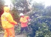 Pohon Tumbang Tutupi Jalan, Akses Lalu Lintas di Dua Nagari di Agam sempat Terganggu