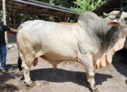 Sapi Kurban Presiden untuk Sumbar Dialokasikan ke Daerah Bencana