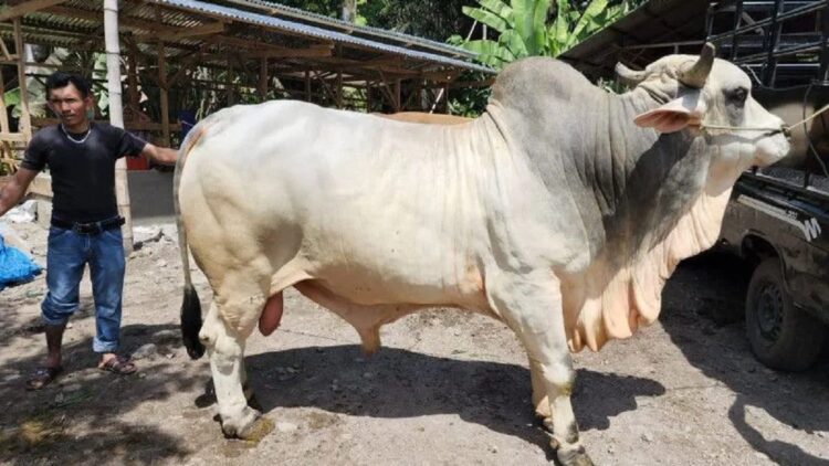 Sapi kurban Presiden Jokowi untuk korban gempa Pasaman.