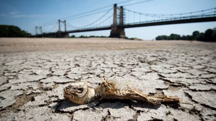 Sisa-sisa seekor ikan tergeletak di bagian Sungai Loire yang kering di Prancis bagian barat. (Foto: Getty Images)