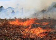 Kebakaran Lahan di Sumatera Meningkat, BNPB Pastikan tak Ada Korban Jiwa