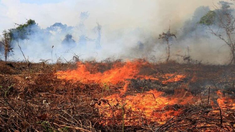 Kebakaran Lahan di Sumatera Meningkat, BNPB Pastikan tak Ada Korban Jiwa 1 ilustrasi lahan terbakar