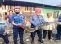 Petugas Damkar Padang Evakuasi Biawak sepanjang 1,5 Meter di Kawasan Kurao