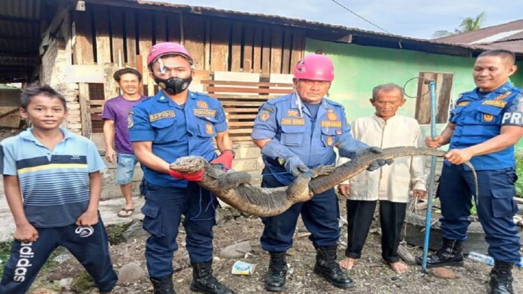 Petugas Damkar Padang mengevakuasi seekor biawak dari rumah warga. (IST)