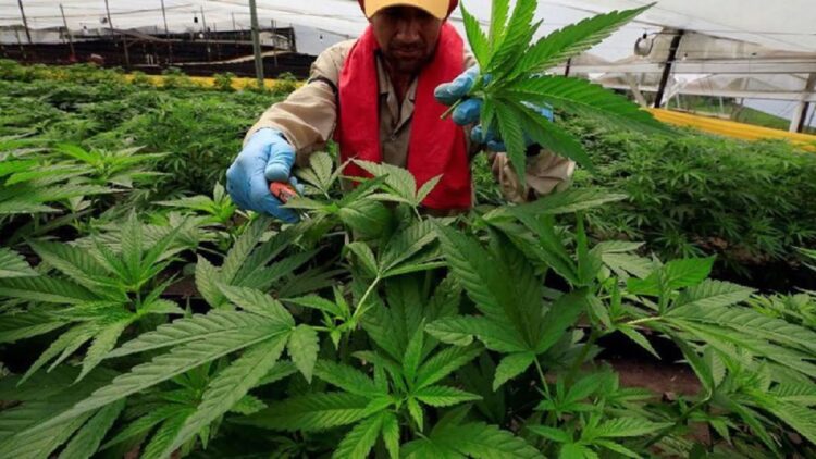 IDI Bersama Kemenkes dan BPOM Kaji Aturan Ganja untuk Medis 1 Ilustrasi ganja. (Foto: Reuters)