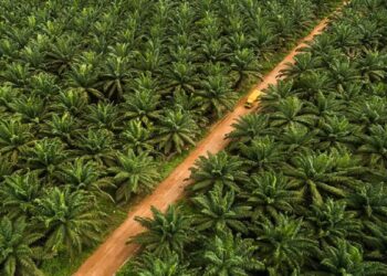 Pemerintah Cabut 16 Izin Perkebunan Sawit di Papua, Lahannya Diserahkan ke Masyarakat