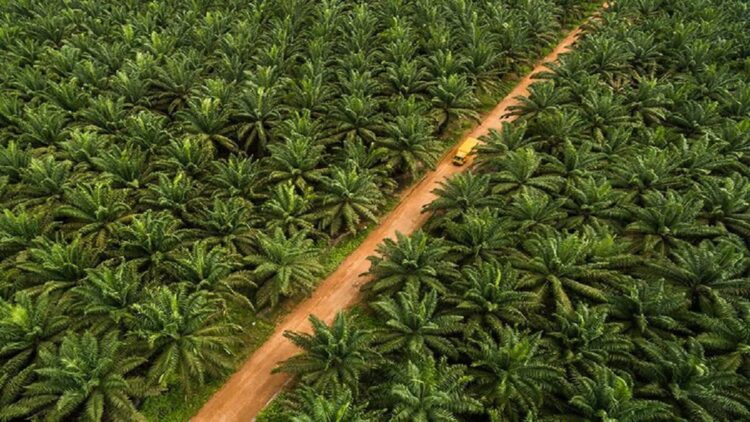 Ilustrasi perkebunan sawit. (net)