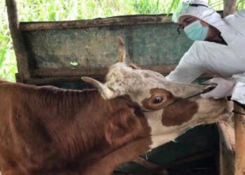 Kabupaten Agam Dapat Tambahan 2.300 Dosis Vaksin PMK