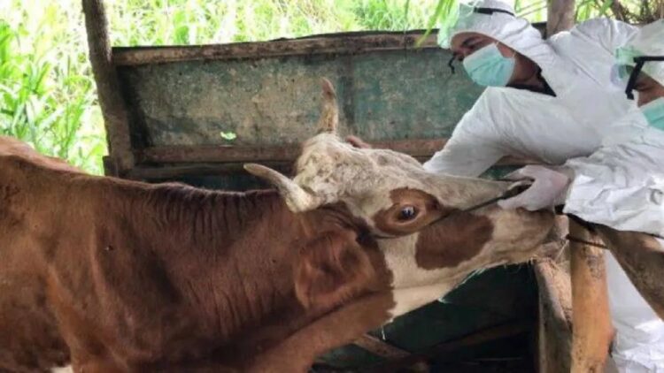 Tim vaksinator sedang memberikan vaksin ke sapi milik warga. (Antara/Dok Dinas Pertanian Agam)