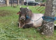 Presiden Jokowi Salurkan Sapi Seberat 800 Kg-1 Ton ke 34 Provinsi