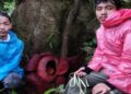 Dua Bunga Rafflesia Arnoldii Mekar Sempurna Bersamaan di Kebun Warga di Agam