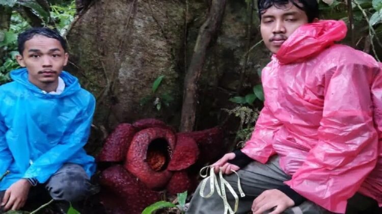 Mahasiswa Universitas Negeri Padang sedang berada di bunga rafflesia Arnoldii. (Dok Resor KSDA Maninjau)