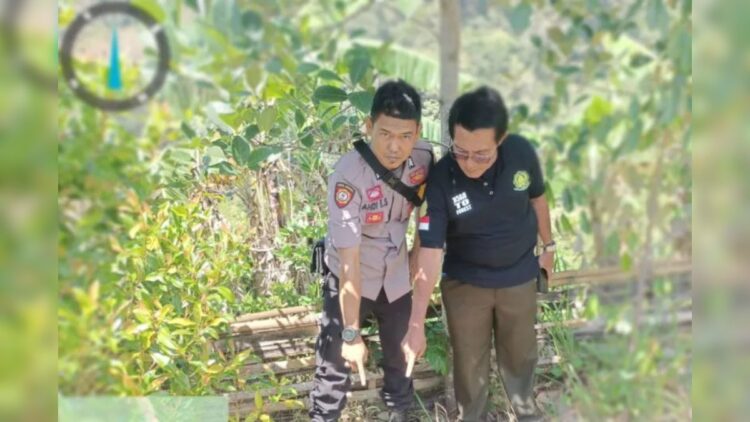 Kepala Balai Konservasi Sumber Daya Alam (BKSDA) Kabupaten Solok Afrilius (kanan) saat menunjukan jejak kaki harimau sumatera (ANTARA/ho-BKSDA Kabupaten Solok)