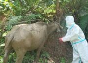 Pastikan Hewan Kurban yang Disembelih Sehat, Pemkab Solsel Terjunkan 3 Tim Pemeriksa