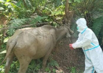 Pastikan Hewan Kurban yang Disembelih Sehat, Pemkab Solsel Terjunkan 3 Tim Pemeriksa