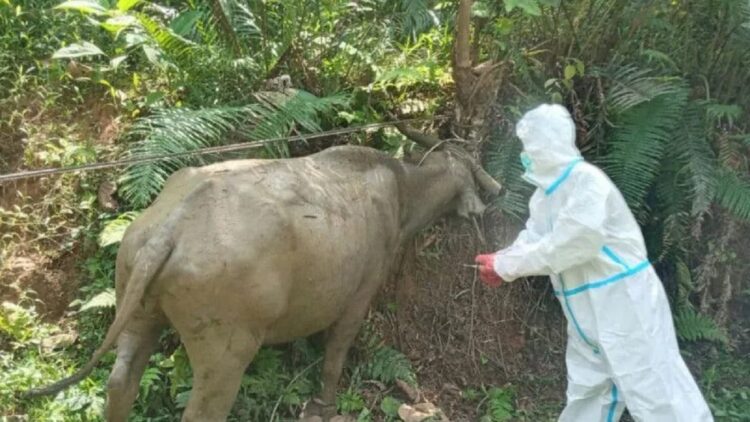 Seorang petugas kesehatan hewan memeriksa kerbau yang terindikasi terjangkit penyakit mulut dan kuku (PMK. Antara/Erik
