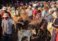 Ratusan Juta Melayang, Hewan Kurban yang Dipesan Mushala di Bukittinggi Ini tak Kunjung Datang hingga Hari Penyembelihan 2 Ratusan Juta Melayang, Hewan Kurban yang Dipesan Mushala di Bukittinggi Ini tak Kunjung Datang hingga Hari Penyembelihan